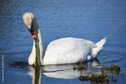 White Swan Foraging Among Aquatic Plants in Pond