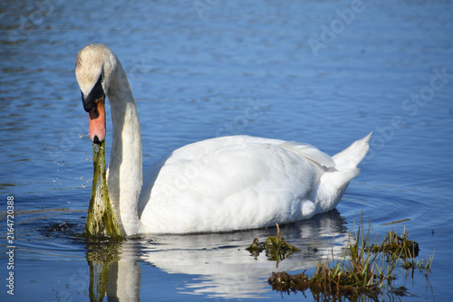 Beautiful Swan Gliding on Lake Surface While Feeding