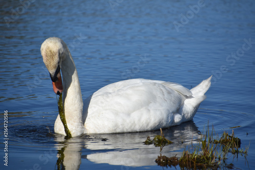 Serene White Swan Feeding in Tranquil Freshwater Habitat