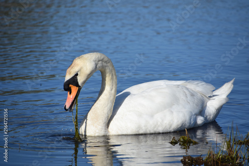 Elegant Swan Paddling Through Lake with Water Plants