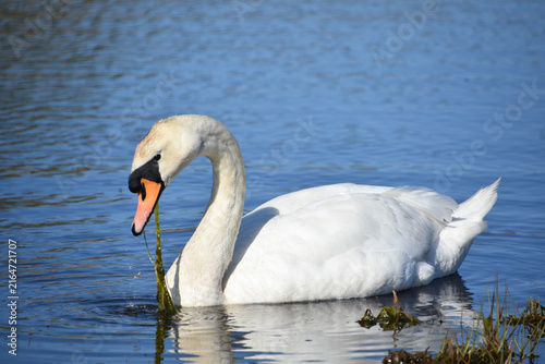 White Swan Swimming Peacefully in Wetland Habitat