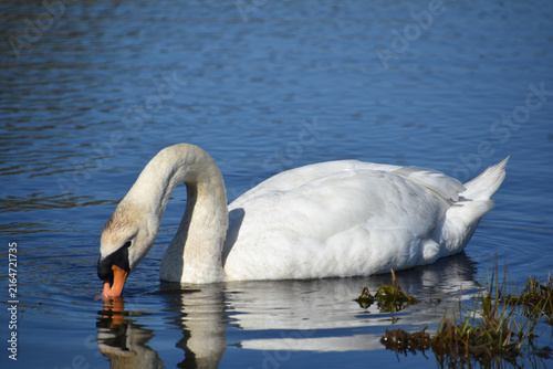 White Swan Eating Aquatic Vegetation in Calm Lake