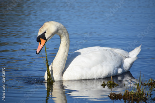 White Swan in Natural Pond Surrounded by Vegetation