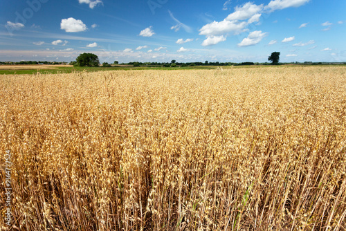 Oat field and blue sky