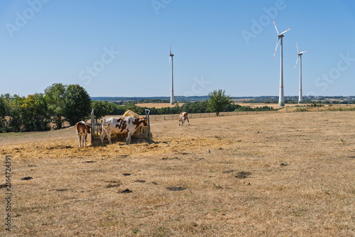 Cattle on dry pasture during summer drought in Germany