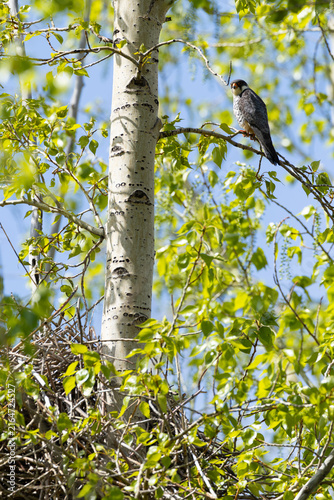 Fotografía adult female Amur falcon (Falco amurensis) perching above the nest, found in Cho