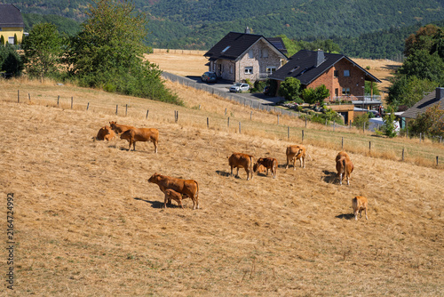 Cattle on dry pasture during summer drought in Germany