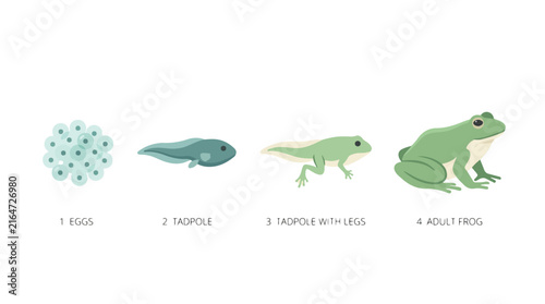 Frog life cycle showing egg spawn tadpole growth and adult amphibian development diagram