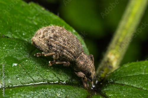 Fotografía Macro close-up of brown weevil Curculionidae on wet green leaf with droplets