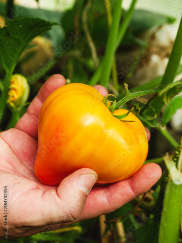 Canvastavla Ripe orange ribbed tomatoes growing on a plant