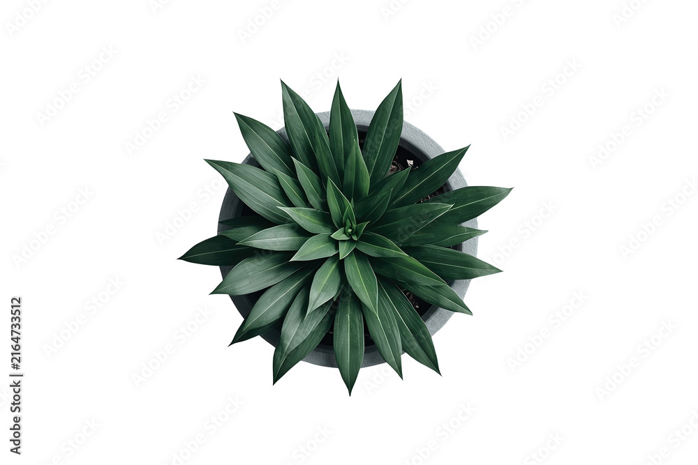 Fototapeta premium Dense green potted plant viewed from above
