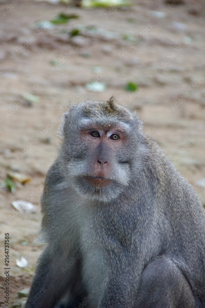 Fototapeta premium Crab-eating macaque portrait