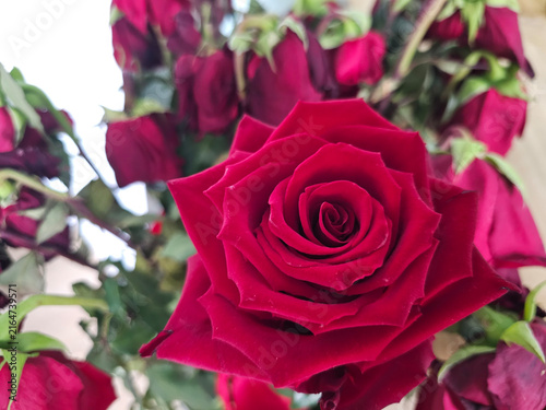 Quadro su tela One fresh rose and the rest of the withered roses