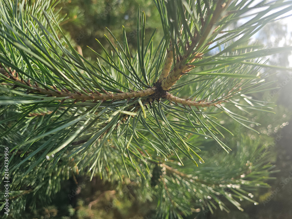 Fototapeta premium Close view of a pine tree branch with green needles