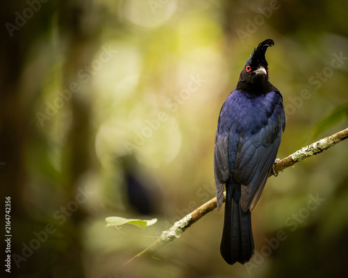 Blue bird with red eye on a branch in a forest dark