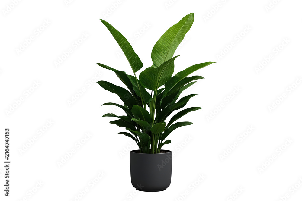 Fototapeta premium Tall tropical broadleaf houseplant growing in a black pot