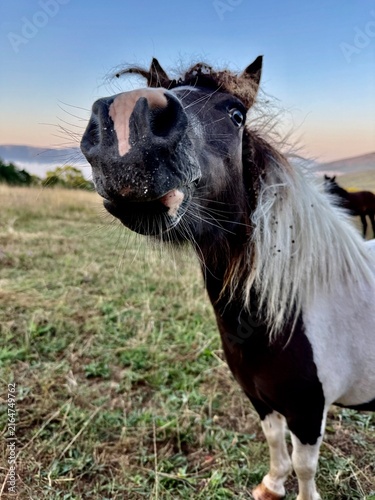 Curious pony sniffing the camera — extreme close-up on pasture