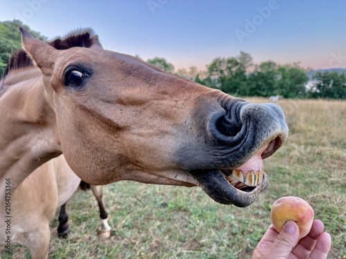 Horse reaching for a peach from a human hand — close-up in pasture  Useful for topics like farming, horse care, animal behavior, countryside lifestyle, natural food/harvest, funny animals, trust and c