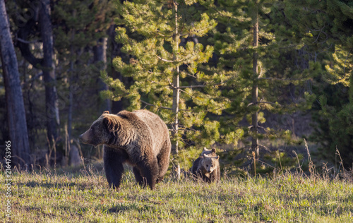 Grizzly Bear Sow and Her Cubs in Wyoming in Springtime