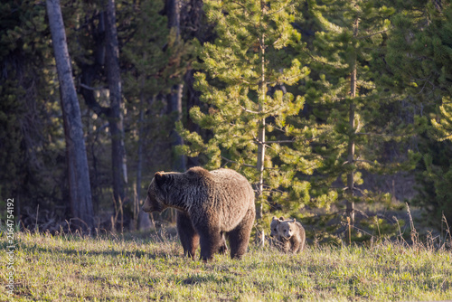 Grizzly Bear Sow and Her Cubs in Wyoming in Springtime