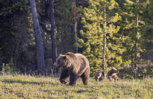 Grizzly Bear Sow and Her Cubs in Wyoming in Springtime