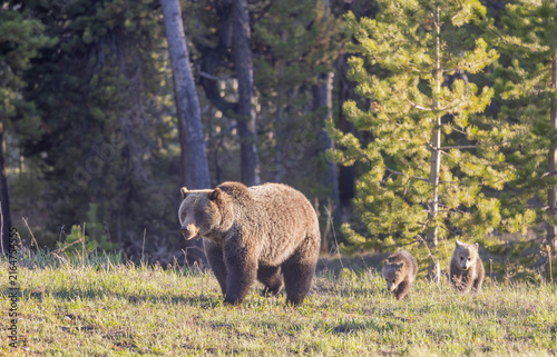 Grizzly Bear Sow and Her Cubs in Wyoming in Springtime