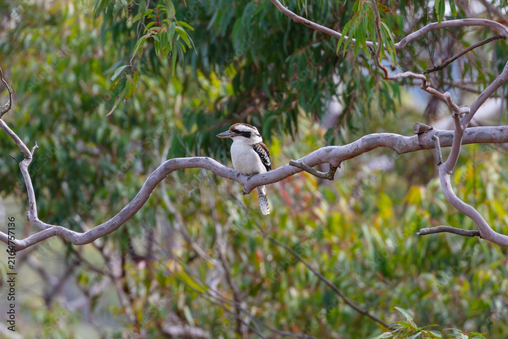 Naklejka premium Photograph of an Australian Kookaburra sitting in a Gum Tree while relaxing on a sunny day in bushland in the Blue Mountains in New South Wales, Australia
