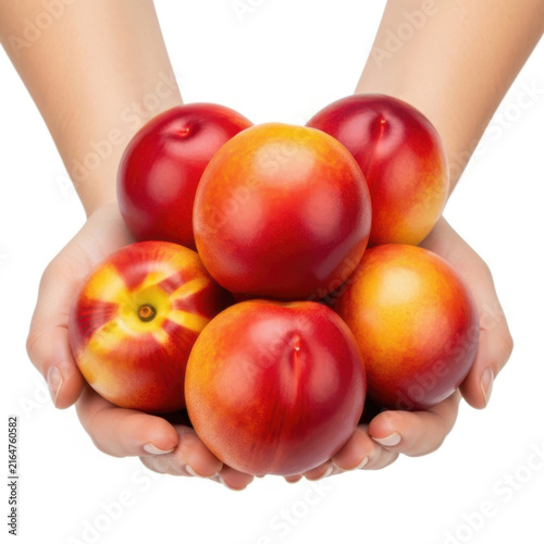 A pair of cupped hands holding fresh ripe juicy red nectarines fruit