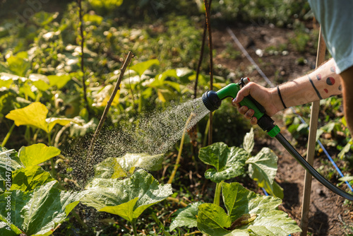 Gardener waters lush green plants with a handheld spray nozzle