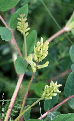 Bild auf Leinwand Licorice milkvetch (Astragalus glycyphyllos) grows in nature