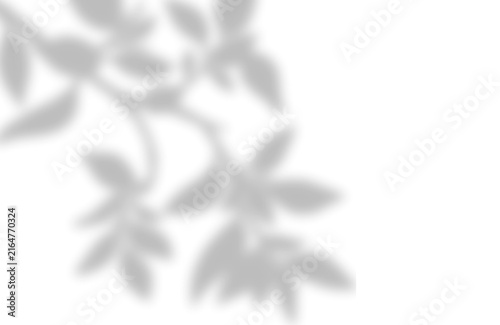 Natural leaf foliage shadow overlay cast upon a flat surface background on transparent background