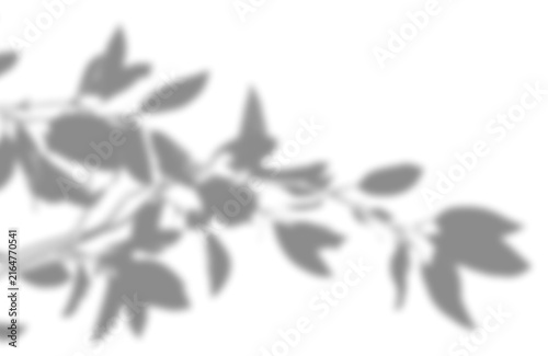 Soft natural foliage silhouette projection casting organic leafy shadow on transparent background