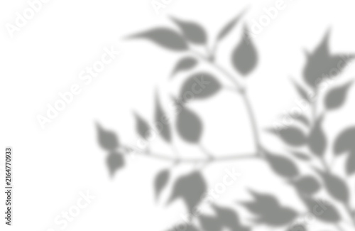Soft natural foliage leaf shadow overlay effect with organic leaf shadows on transparent background