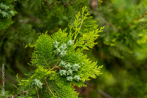 Conos femeninos de platycladus orientalis, , tuya oriental o árbol de la vida en primavera
