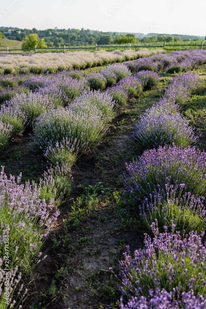 Naklejka premium Endless rows of vibrant purple lavender bloom under a bright summer sky, inviting calm