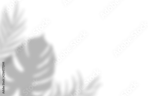 Soft tropical leaf shadows cast across surface with blurred shadow on transparent background