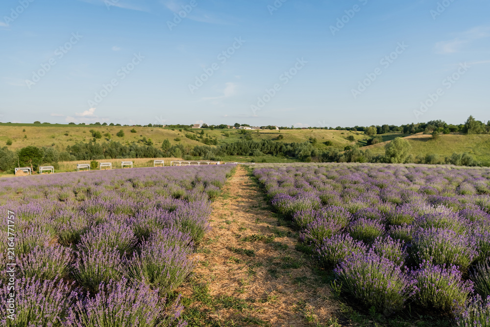 Naklejka premium Vibrant purple lavender flowers flourish in a peaceful summer landscape