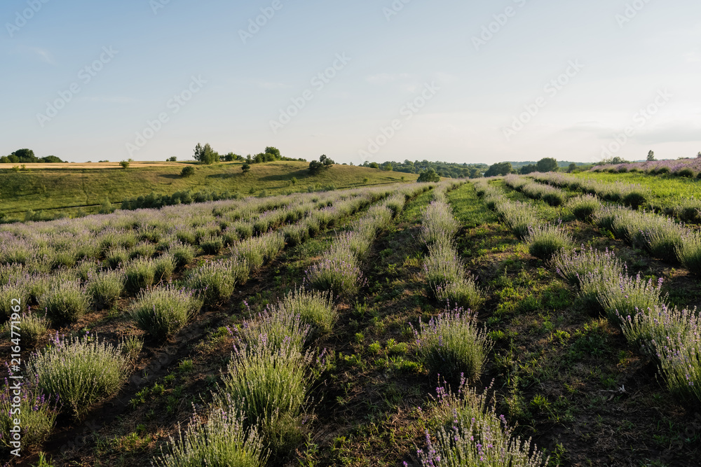 Naklejka premium Purple lavender blooms fill the landscape, creating a peaceful and serene summer scene