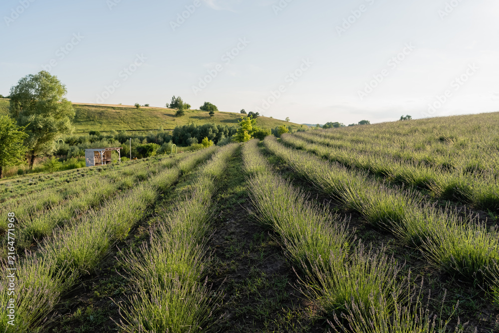 Naklejka premium Vibrant purple lavender stretches across the countryside under summer light