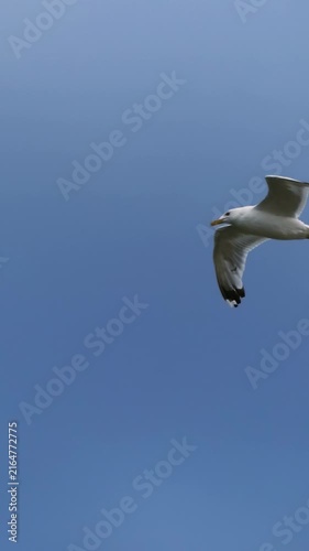 Seagull flying gracefully in clear blue sky. Bird soars effortlessly, showcasing beauty of nature. Calm atmosphere highlights freedom and tranquility. Vertical view captures elegance.