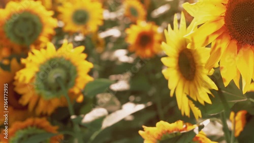 A field full of sunflowers in bloom on a sunny day. The yellow flowers stand tall among green leaves. Bees and butterflies fly around the flowers. Nature is alive with activity.