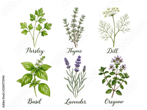 Watercolor culinary herbs set with parsley thyme dill basil lavender and oregano plants