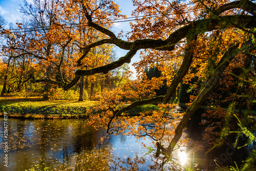 Golden leaves frame a tranquil pond's surface