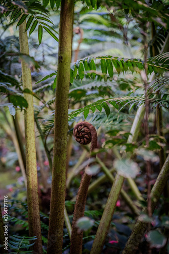 plantes et fleurs