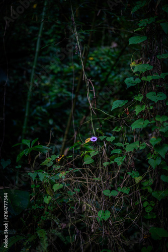 plantes et fleurs
