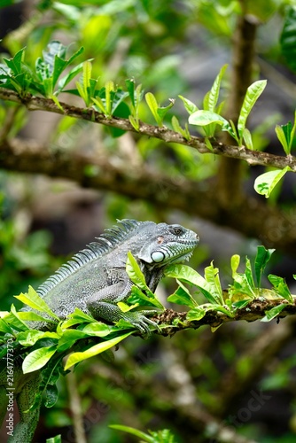 animaux 
