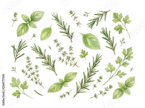 Watercolor set of fresh culinary herbs isolated on white background