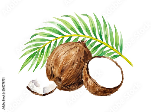 Watercolor coconut fruit with palm leaf isolated on white background