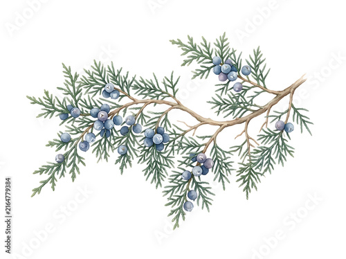 Watercolor juniper branch with blue berries isolated on white background