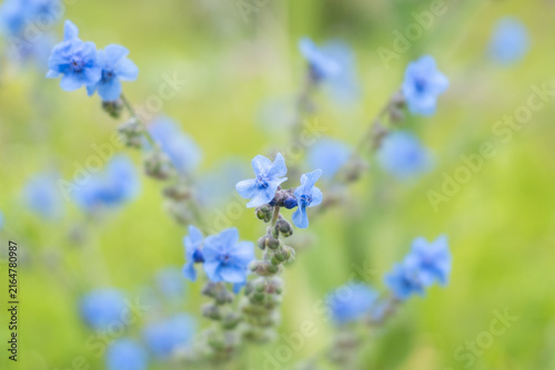 Foto Flor rara de color azul en el bosque